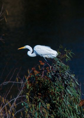 Great Egret-downtown Oroville on Feather River
