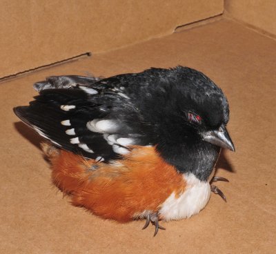 Baby Towhee fell out of unknown  nest
