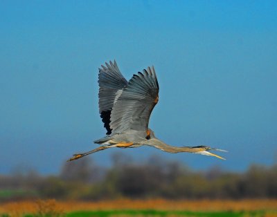 Flying Heron.jpg