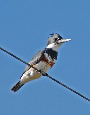 belted kingfisher.jpg