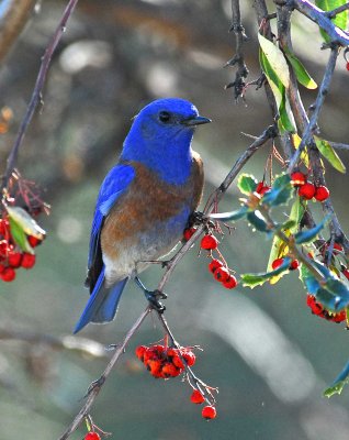 MALE BLUEBIRD.jpg