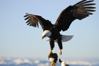 eagle14.jpg