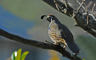 quail in a tree.jpg