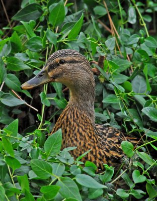 female mallard portrait