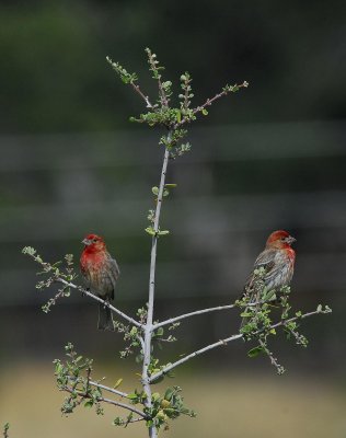 male house finches