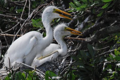 baby egrets.jpg