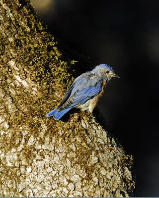 blue bird.jpg