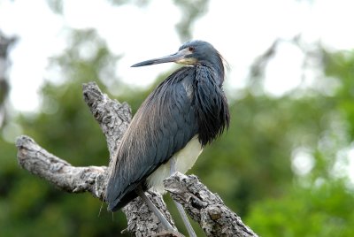 tri colored heron