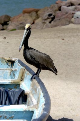 pelican in mexico