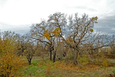 more trees in Oroville refuge.jpg