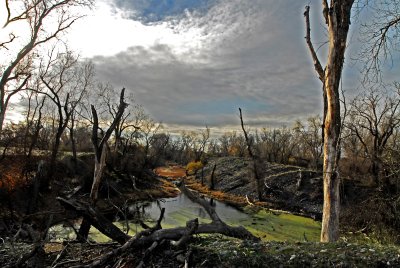 Oroville bird refuge.jpg