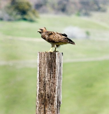 a hawk on the way from table mountain.jpg