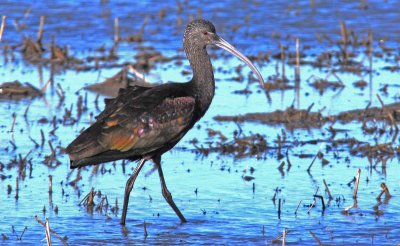 glossy Ibis