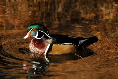 wood duck.jpg