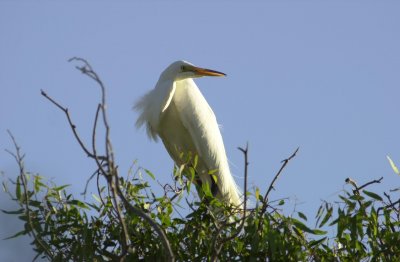 back lit egret.jpg