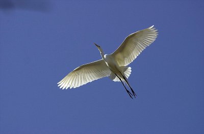 flying Egret.jpg