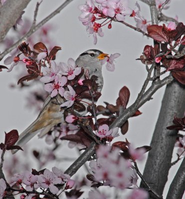 sparrow eating blossoms.jpg