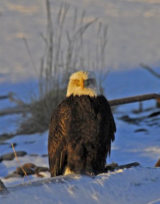 eagle in the snow copy.jpg