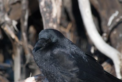 alaska black bird.jpg