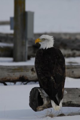 another eagle.jpg