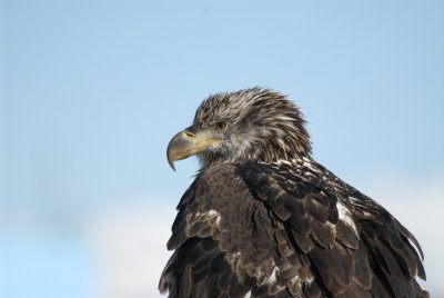 another young eagle portrait.jpg