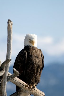guardian Eagle.jpg