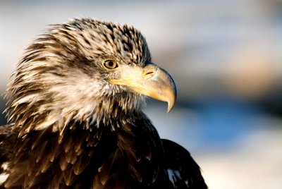 young Eagle portrait.jpg