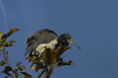 young heron.jpg