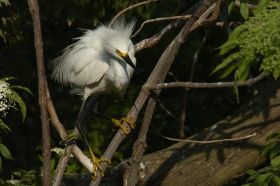 young Egret.jpg