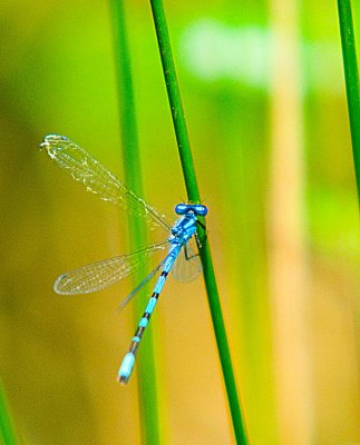 blue Dasher Dragon fly.jpg