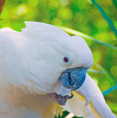 cockatoo portrait.jpg