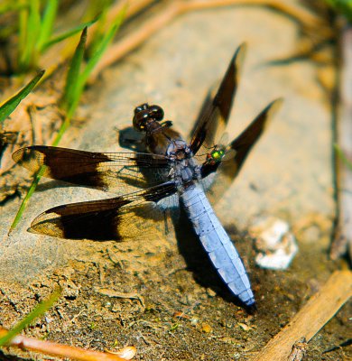 Dragon fly carrying a fly.jpg