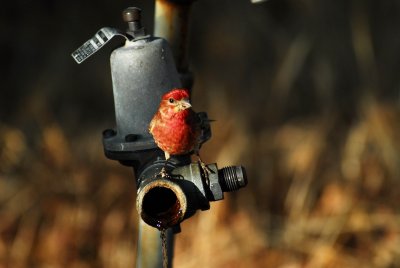 leaky faucet in the Oaks.jpg