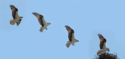 photomerge of Osprey