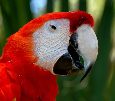 macaw portrait.jpg