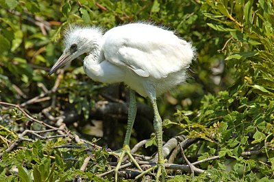 Baby egret first stand.jpg