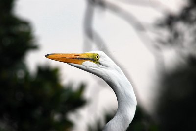 Egret watching.jpg