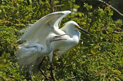 mom and baby egret.jpg