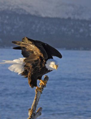 Bald Eagle landing.jpg