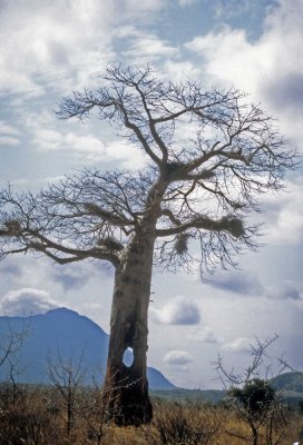Holy tree in Kenya.jpg