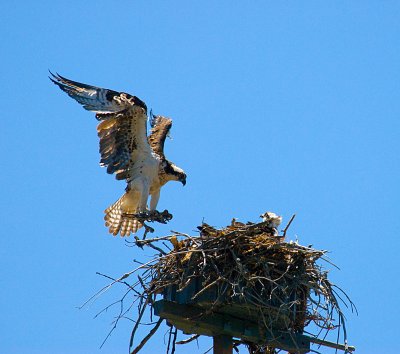 young Osprey waiting in the nest