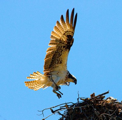 Osprey landing.jpg