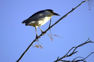 black crowned night heron.jpg