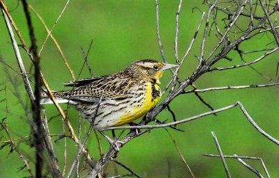 western meadow lark.jpg