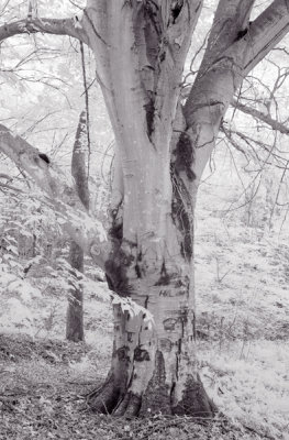 Beechnut Tree