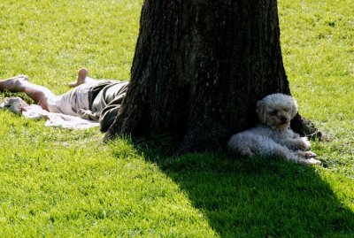  Cool Dog - LICP 36.jpg