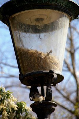 Bird and nest in street lamp - LICP 45.jpg