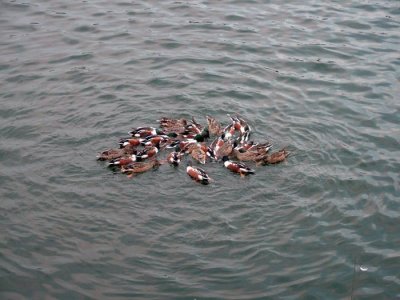 Mysterious duck dance! - LICP 51.jpg