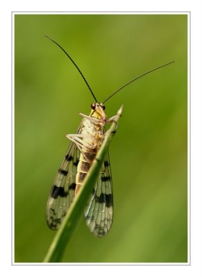 g1/49/880349/3/105579568.l04LFom1.jpg