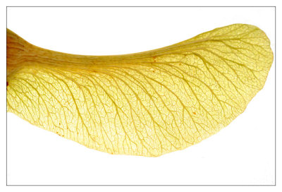 Acer  platanoides(Fruit)